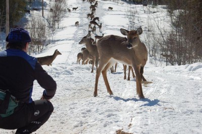 lots of deer on trail.jpg