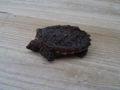 6-19-2014 turtle 002.JPG