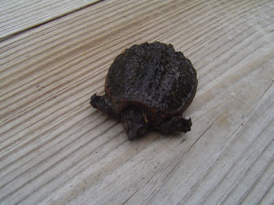6-19-2014 turtle 001.JPG