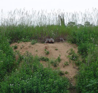 6-22-2014 badgers crop.jpg